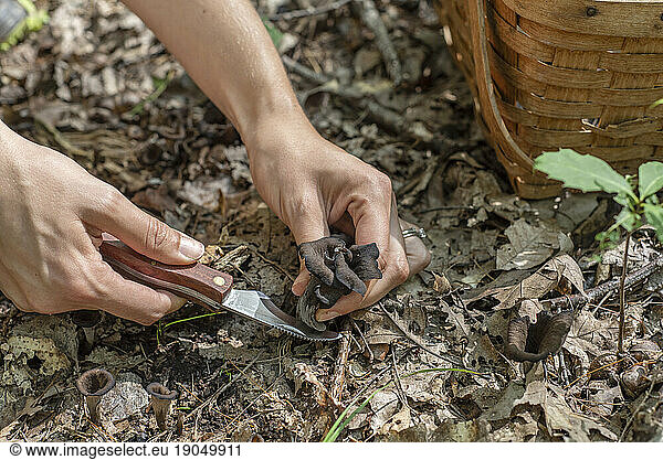 A woman foraging for black trumpet mushrooms with knife and basket