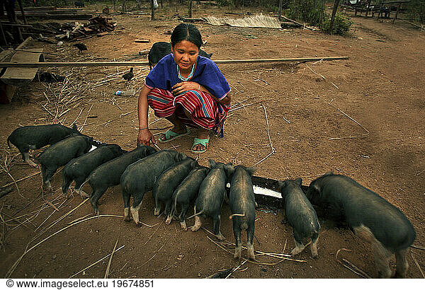 A woman from the Meca tribe of central Thailand feeds her baby pigs.