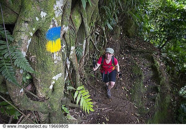 A woman hikes past a blue and yellow trail blaze on Segment 3 of the Waitukubuli National Trail on the Caribbean island of Dominica. The blue and yellow blaze is the official mark
