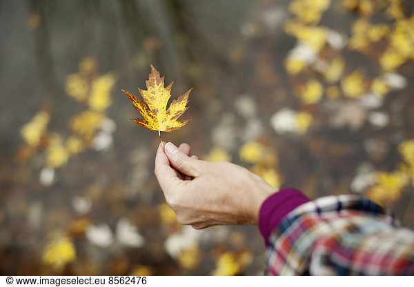 A woman holding out an autumn leaf. A maple leaf turning brown.