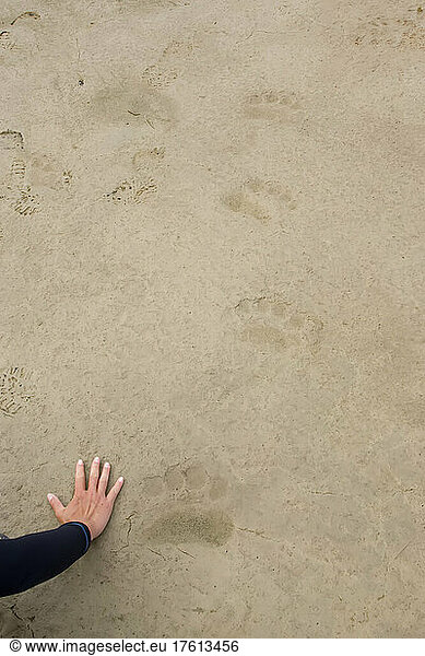 A woman holds her hand next to polar bear paw prints.; Hudson Bay  Ontario  Canada.
