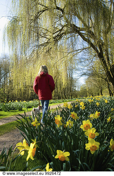 A woman in a red coat standing on a path in a garden with flowering daffodils.