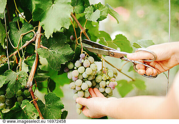 A woman picking bunches of grapes