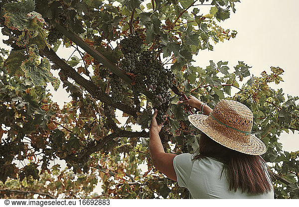A woman picking bunches of grapes from her home garden