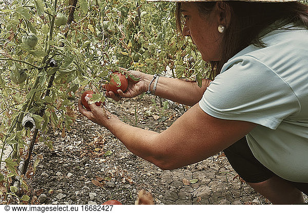 A woman picking tomatoes from an urban garden