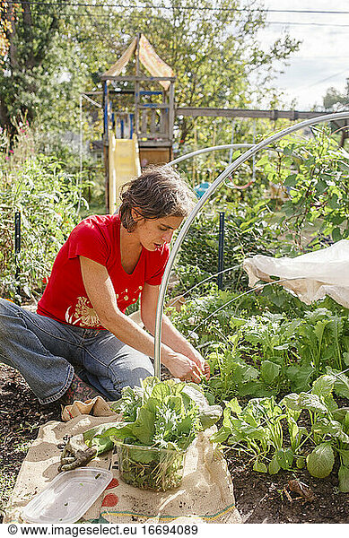 A woman picks leafy greens from her backyard vegetable garden in sun