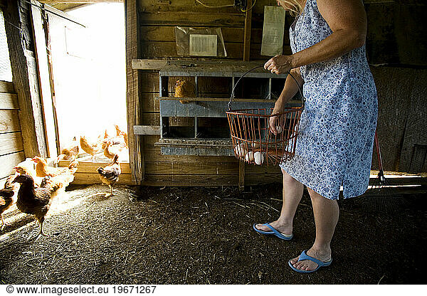 A woman picks up a freshly laid egg on her organic  free range farm in Alabama.