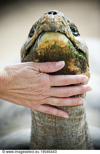 A woman's hand stroking the neck of a GalÃ¯Â¾â?¡pagos tortoise.