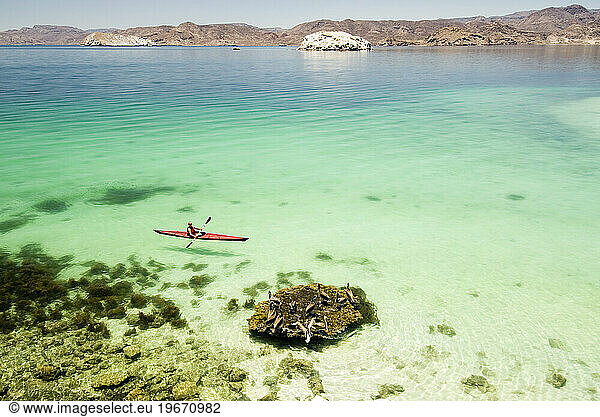 A woman sea kayaking past some pelicans in Conception Bay  Baja California Mexico.