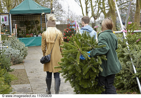 A woman shopping for a Christmas tree  choosing from a large selection.
