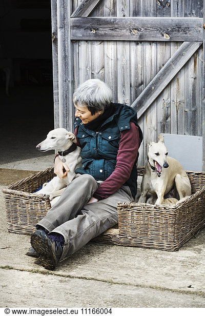 A woman sitting beside two greyhound dogs in a wicker dog basket.