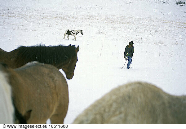 A woman tries to round up lone horse.