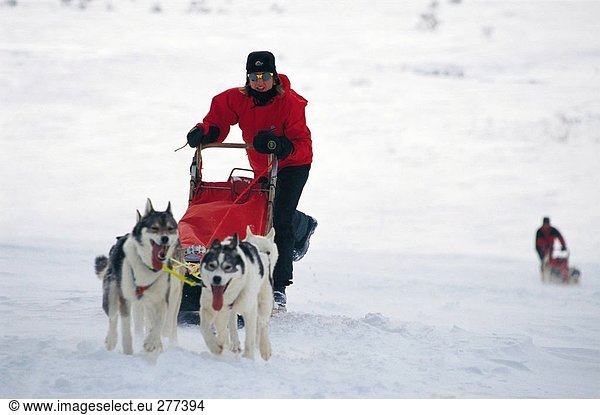A woman with a dog sledge.