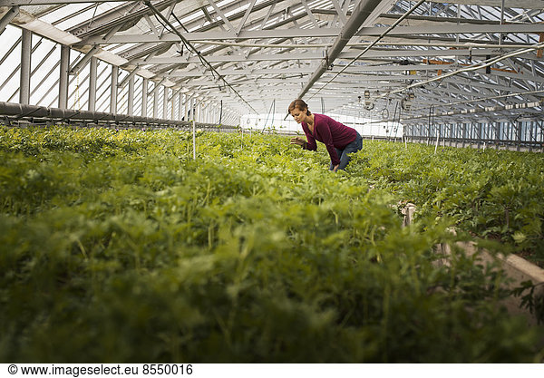 A woman working in a large glasshouse  full of organic plants on an organic farm.