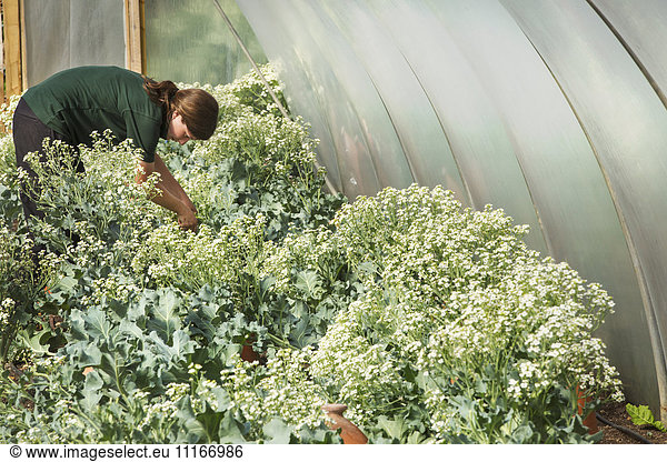 A woman working in a polytunnel in a large vegetable garden  bending to tend plants and pick produce.