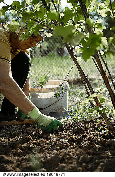 A woman works the land  loosens and weeds.