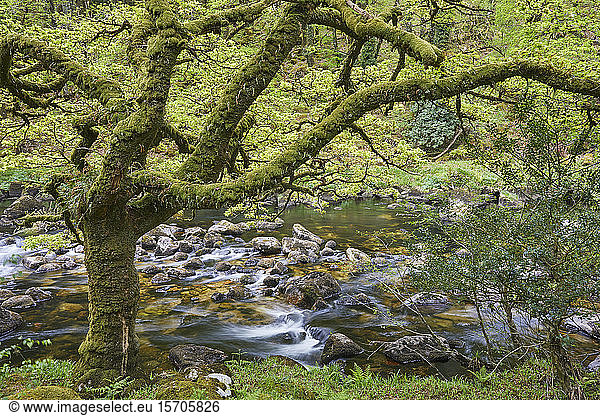 A woodland stream  the River Dart flowing through ancient oak woodland  in the heart of Dartmoor National Park  Devon  England  United Kingdom  Europe