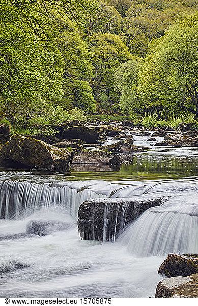A woodland stream  the River Dart flowing through ancient oak woodland  in the heart of Dartmoor National Park  Devon  England  United Kingdom  Europe