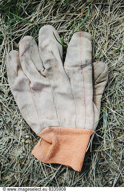 A work glove lying on the grass in a field.