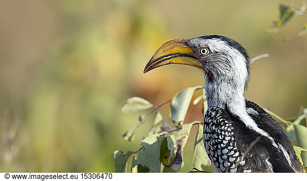 A yellow-billed hornbill  Tockus leucomelas  perches in a tree  side profile  blurred background