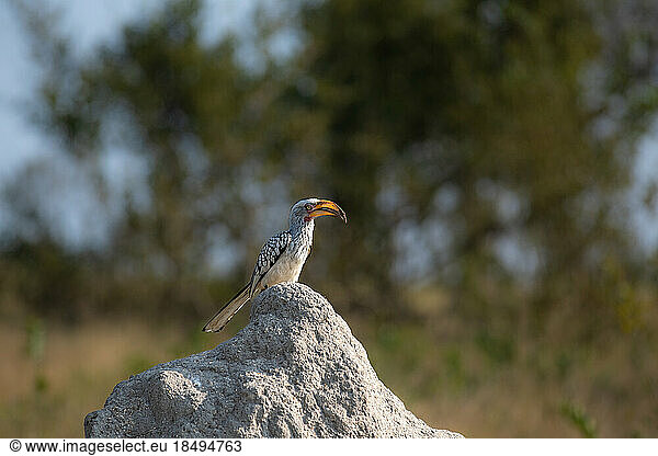 A yellow-billed hornbill  Tockus leucomelas  stands on top of a mound.