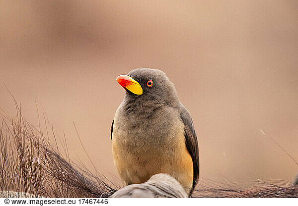 A yellow-billed oxpecker bird  Buphagus africanus  sitting  looking out of frame