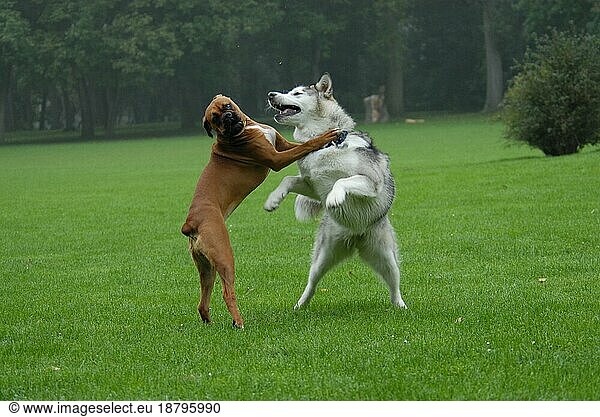 A young Alaskan Malamute and a German Boxer play together  FCI Standard No. 243 and No. 144  a young Alaskan Malamute and a German Boxer play domestic dog (canis lupus familiaris)