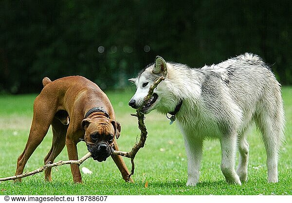 A young Alaskan Malamute and a German Boxer play together with a stick  FCI Standard No. 243 and No. 144  a young Alaskan Malamute and a German Boxer play together with a domestic dog (canis lupus familiaris)