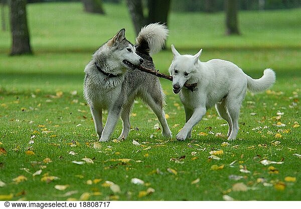 A young Alaskan Malamute and a White Swiss Shepherd domestic dog (canis lupus familiaris) play together with a stick  FCI Standard No. 243 and No. 347  a young Alaskan Malamute and a White Swiss Shepherd Dog play together with a stick