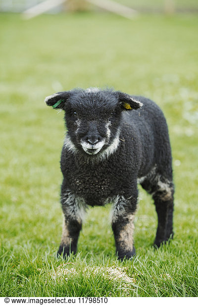 A young animal  a black lamb standing in a field.