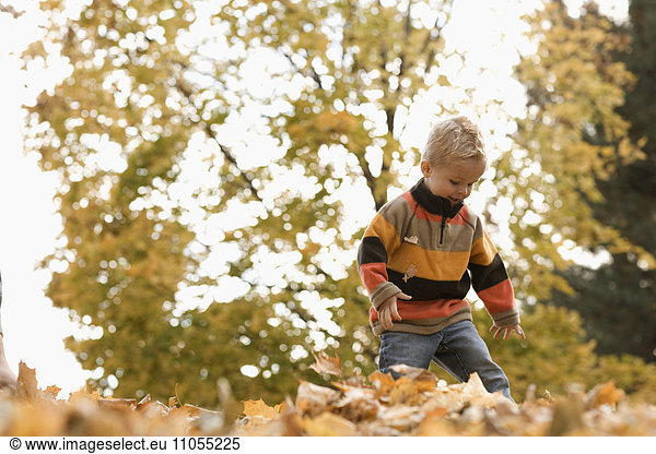 A young boy playing in a huge pile of raked autumn leaves.