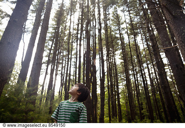 A young boy playing in the pine forest  surrounded by tall straight tree trunks.