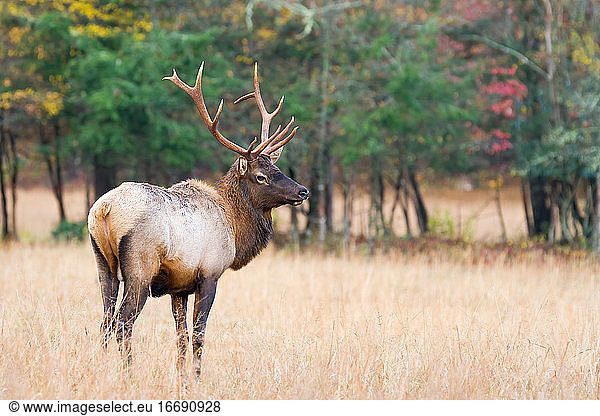 A Young Bull Elk Walking through a Field