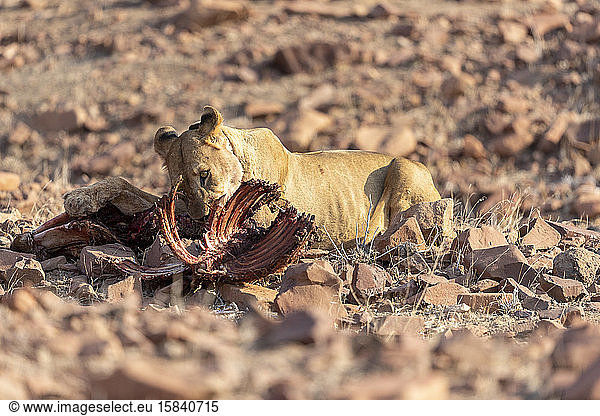 a young desert lion eats the remains of a zebra carcass