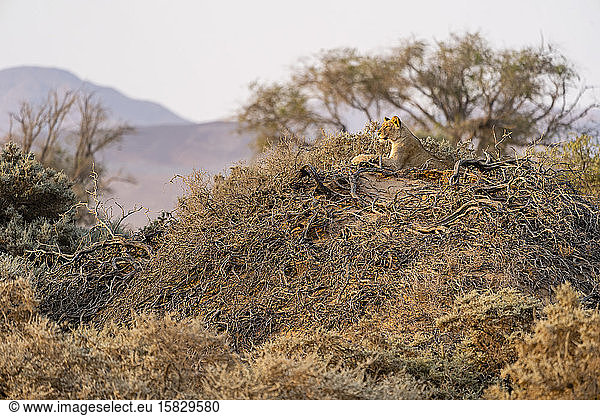 a young desert lion stands on top of a mound