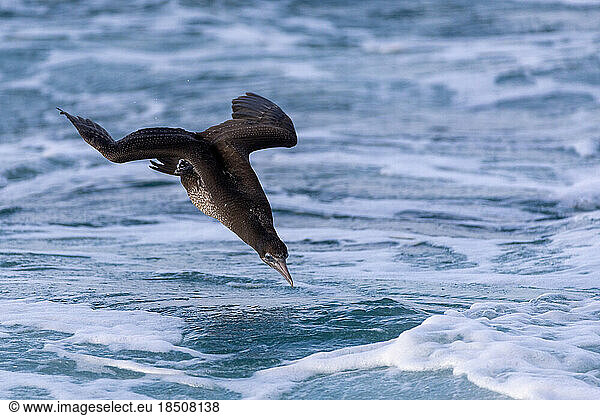a young gannet is about to dive into the sea