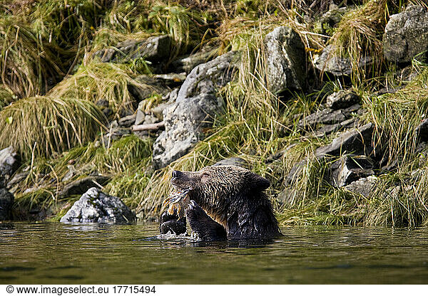 A Young Grizzly Bear Eating Salmon In The Water  Mussel River  Great Bear Rainforest  British Columbia