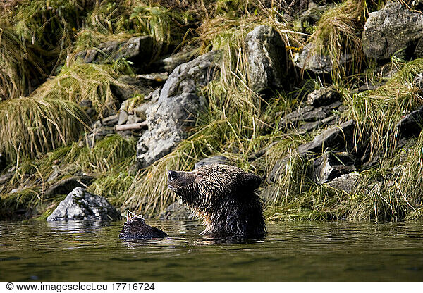 A Young Grizzly Bear Eating Salmon In The Water  Mussel River  Great Bear Rainforest  British Columbia
