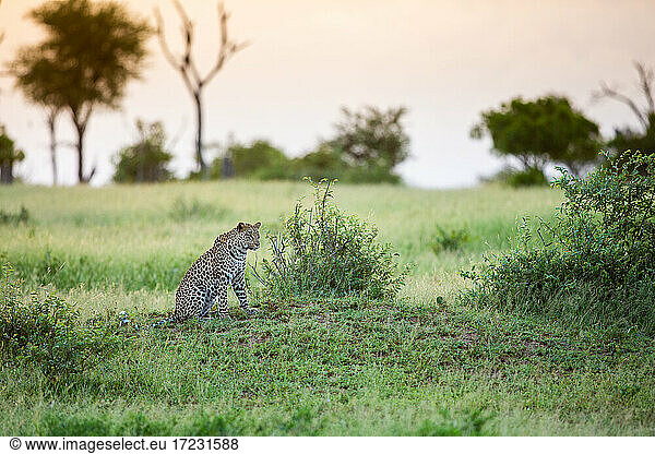 A young leopard  Panthera pardus  sits on a mound in a clearing at sunset.