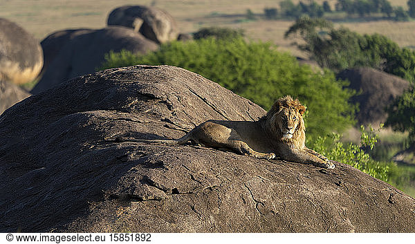 a young male lion is enjoying the morning sun from a rock