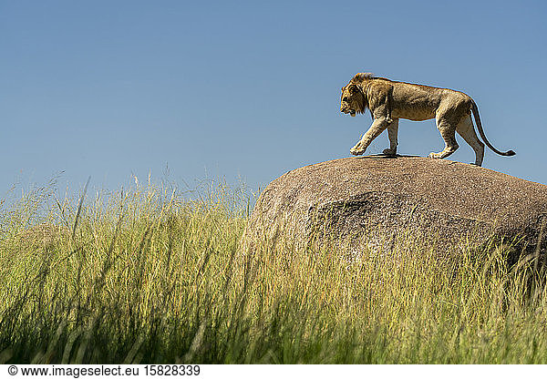 a young male lion walks on a rock surrounded by tall grass