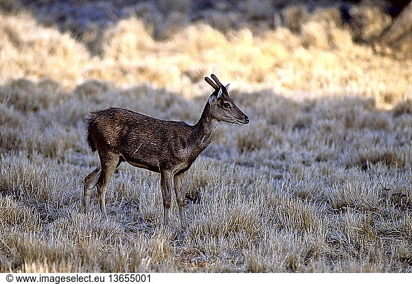 A young male Timor Deer (Cervus timorensis) on Seraya Island near Labuan Bajo  Flores  West Manggarai  East Nusa Tenggara  Indonesia.