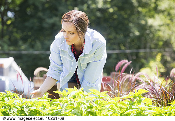 A young woman standing in a garden or commercial plant nursery  tending young perennial plants.