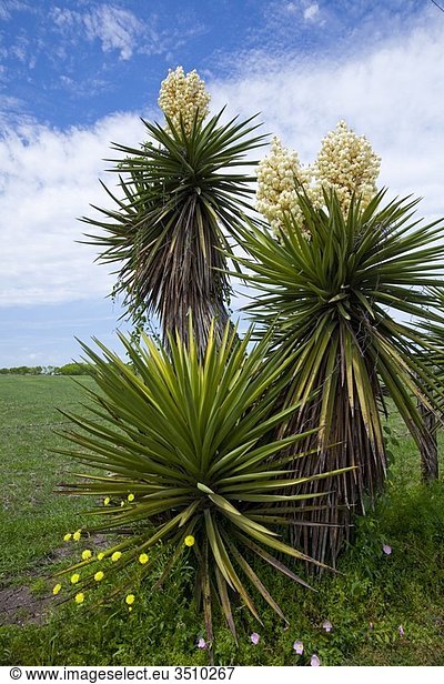 A yucca tree in bloom in the Texas hill country near Seguin  Texas  USA.