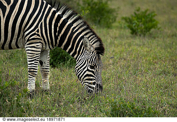 A Zebra  Equus quagga  grazing on grass.