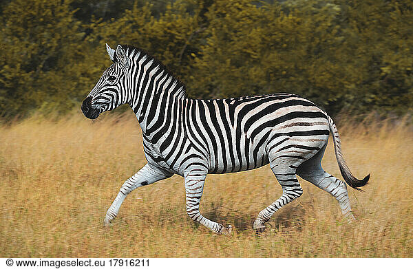 A zebra  Equus quagga  running through grass