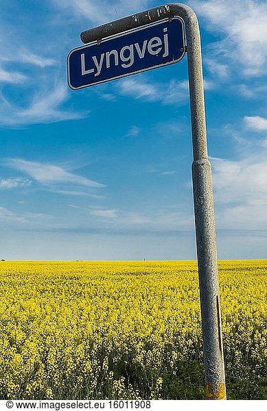 Aalborg  Dänemark Eine Landstraße mit gelben Rapsblüten und einem Straßenschild.