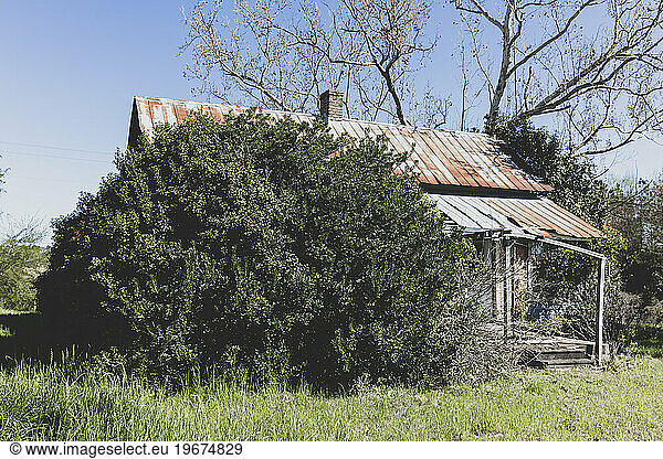 Abandoned homestead with a rusting tin roof  and large shrubs growing up.