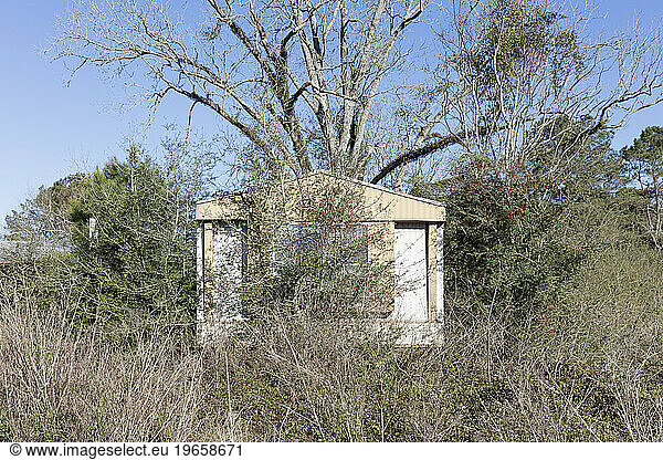 Abandoned trailer home with shrubs and saplings growing up over it.