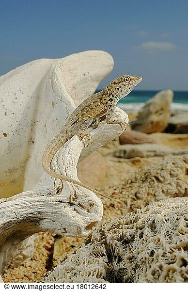 Abdel Kuri Rock Gecko (Pristurus abdelkuri) adult  sonnen sich auf Meeresfossilien am Strand  Sokotra  Jemen  Asien